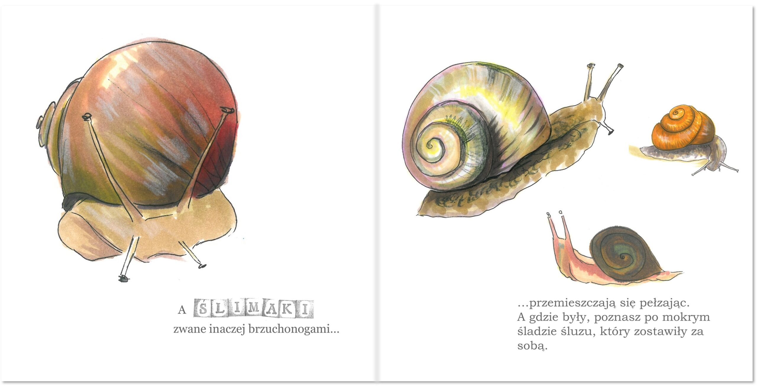 "O robaczkach popularnych i innych" Agata Wronka - obrazek 3